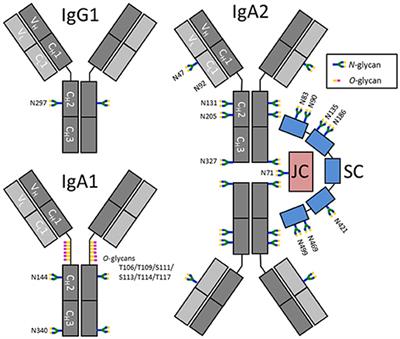 Comparative Glycomics of Immunoglobulin A and G From Saliva and Plasma Reveals Biomarker Potential